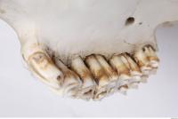 animal skull teeth 0023